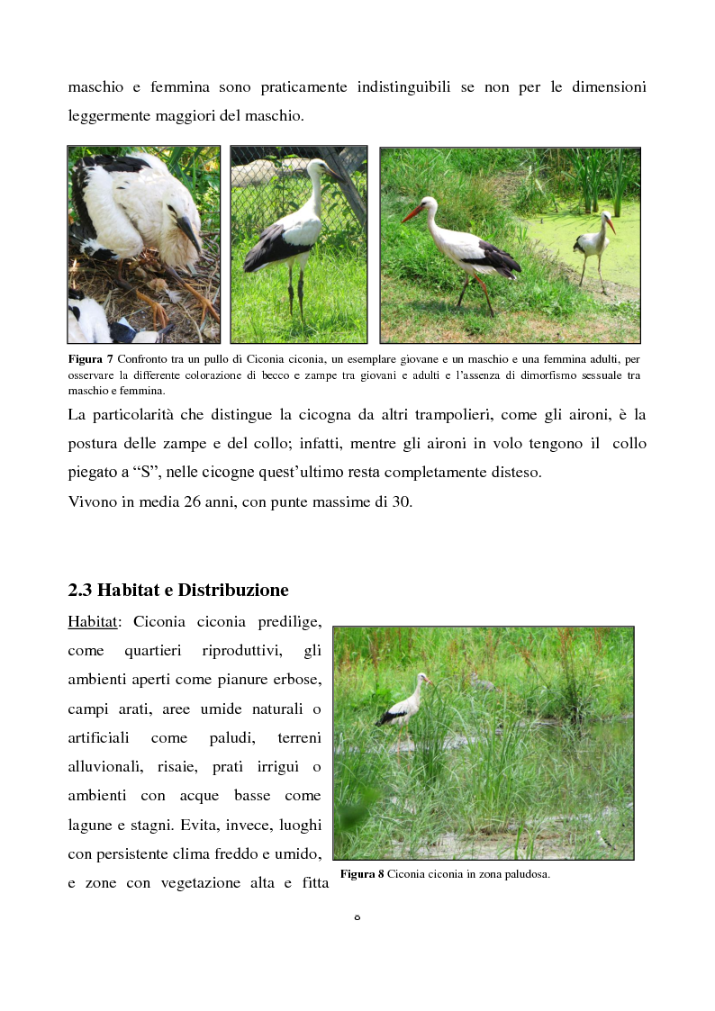 Anteprima della tesi: Migrazione della Cicogna bianca (Ciconia ciconia, Linnaeus 1758) e nidificazione in Italia, Pagina 7