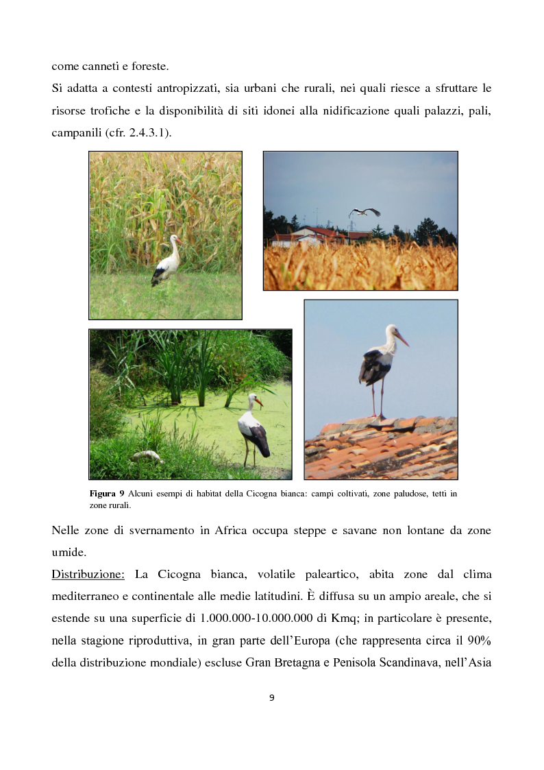Anteprima della tesi: Migrazione della Cicogna bianca (Ciconia ciconia, Linnaeus 1758) e nidificazione in Italia, Pagina 8