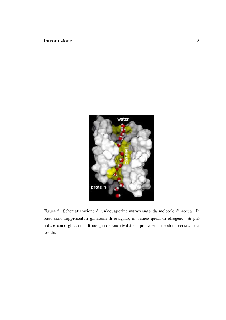 Anteprima della tesi: Analisi degli effetti di confinamento tramite dinamica molecolare, Pagina 6
