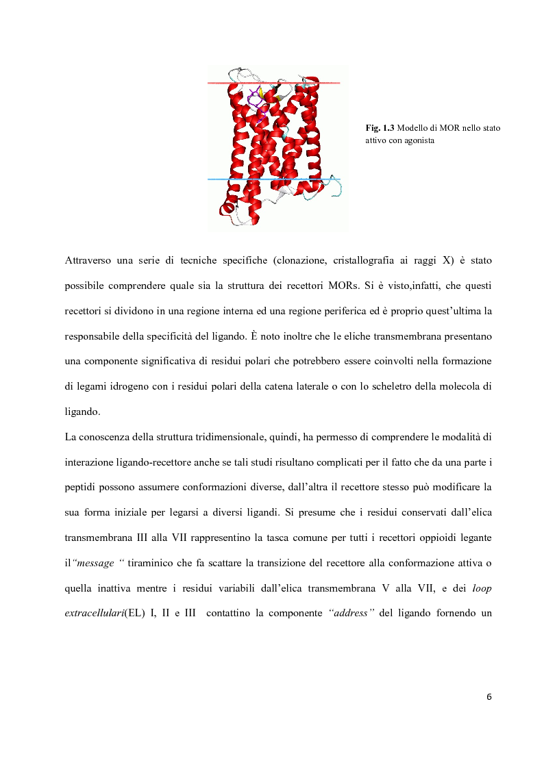 Anteprima della tesi: Sintesi di peptidi attivi verso MOR e studio dell’interazione ligando-recettore, Pagina 5