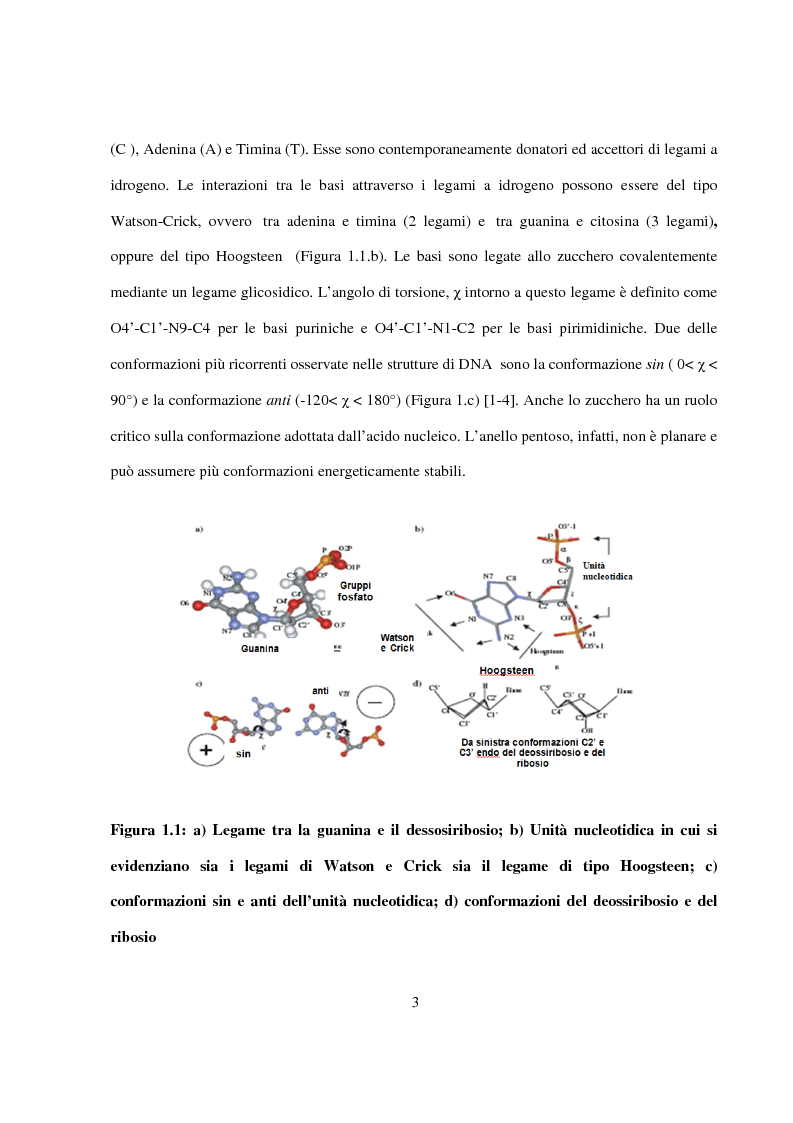 Anteprima della tesi: Caratterizzazione e cristallizzazione di sequenze oligonucleotidiche ricche in guanina formanti quadruple eliche di DNA, Pagina 4