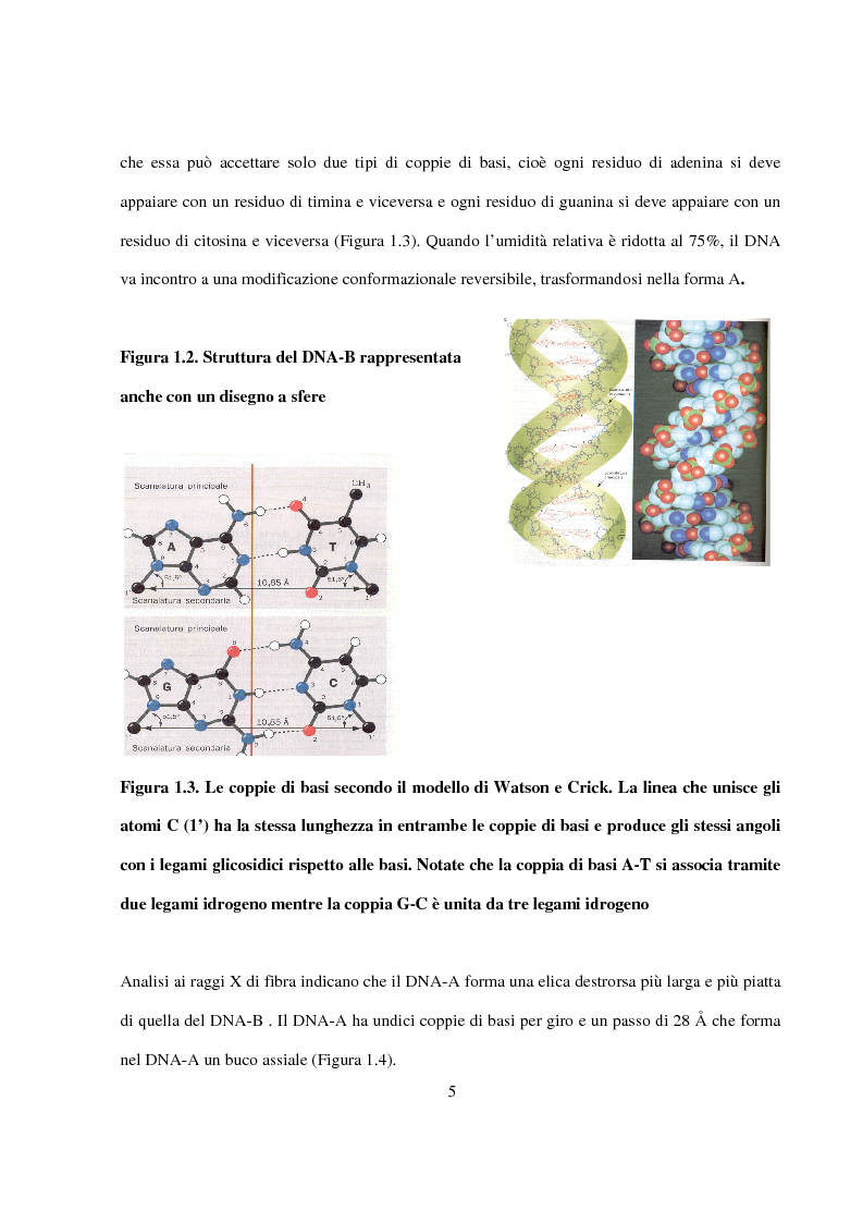 Anteprima della tesi: Caratterizzazione e cristallizzazione di sequenze oligonucleotidiche ricche in guanina formanti quadruple eliche di DNA, Pagina 6