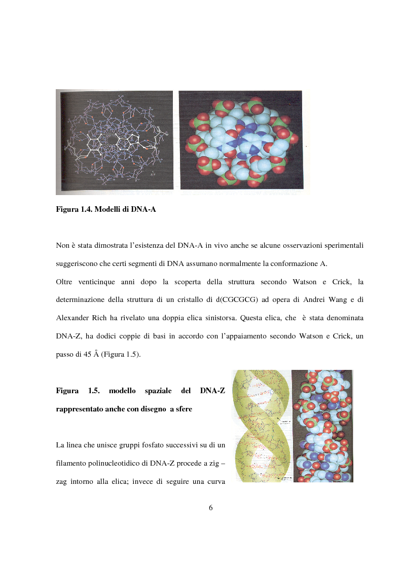 Anteprima della tesi: Caratterizzazione e cristallizzazione di sequenze oligonucleotidiche ricche in guanina formanti quadruple eliche di DNA, Pagina 7