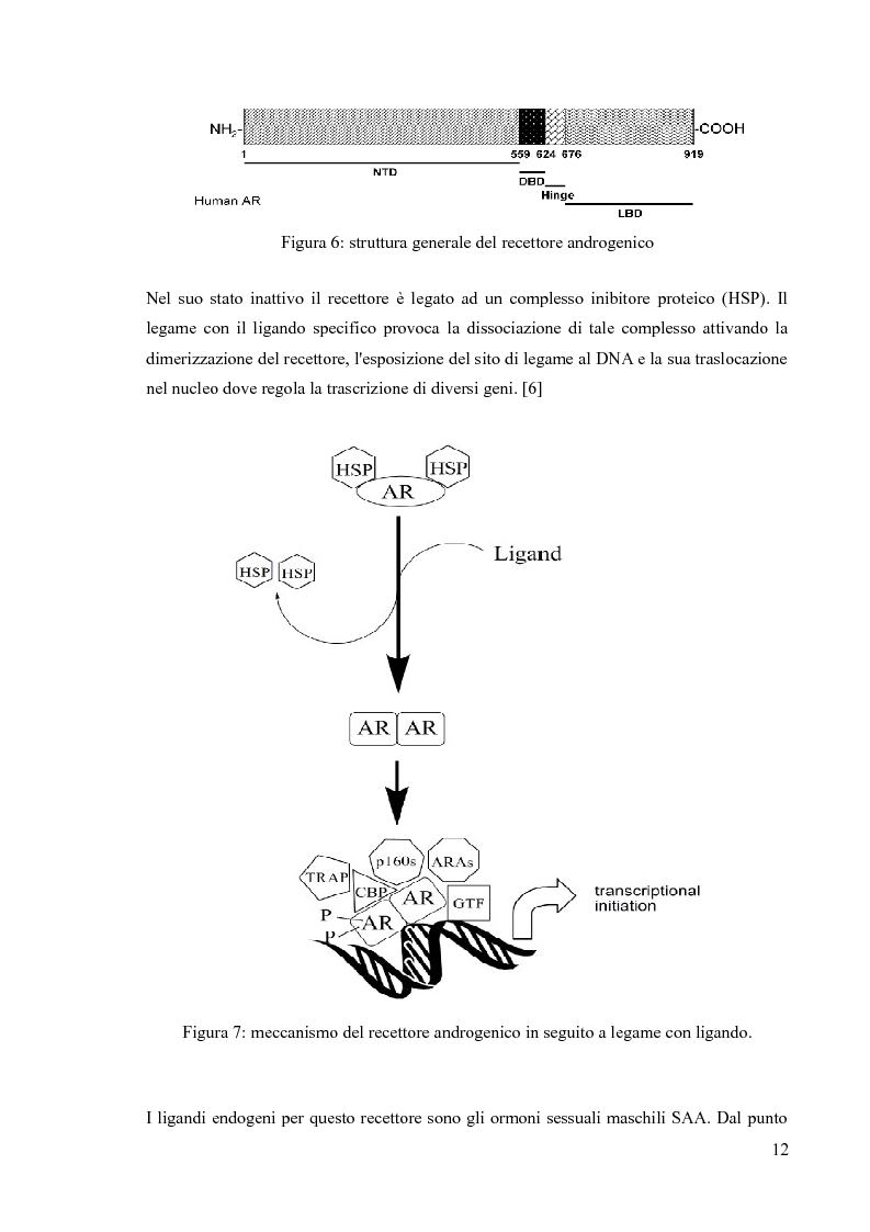 Anteprima della tesi: Agenti dopanti di nuova generazione: strategie analitiche per la determinazione di modulatori selettivi del recettore androgenico (SARM) in fluidi biologici, Pagina 7