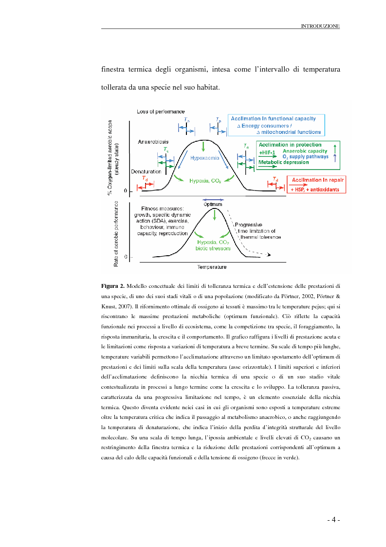 Anteprima della tesi: Risposte cardio-circolatorie a variazioni di temperatura e stress ambientali: il caso di Carcinus maenas e C. aestuarii., Pagina 5