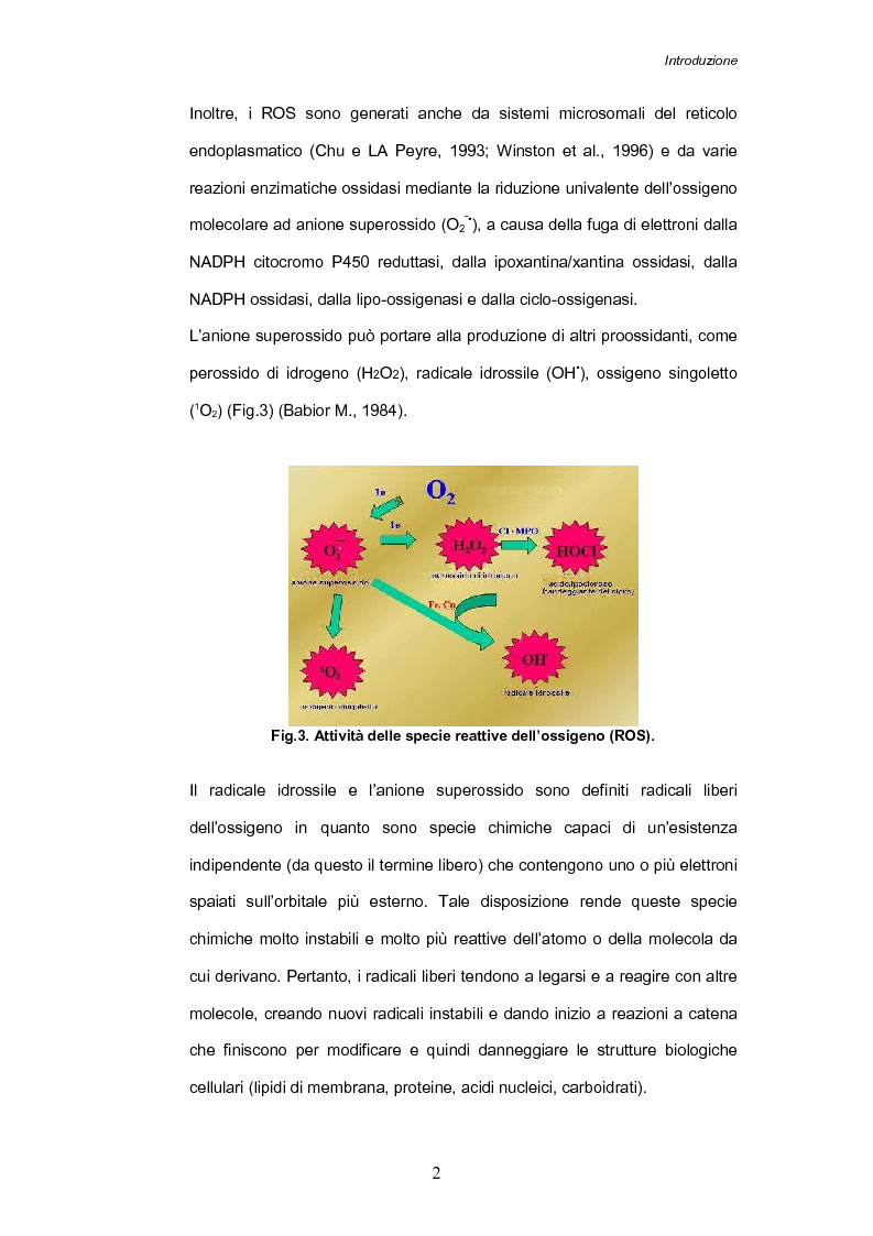 Anteprima della tesi: Stress ossidativo nei giorni di vita commerciale di Sparus aurata, Pagina 3