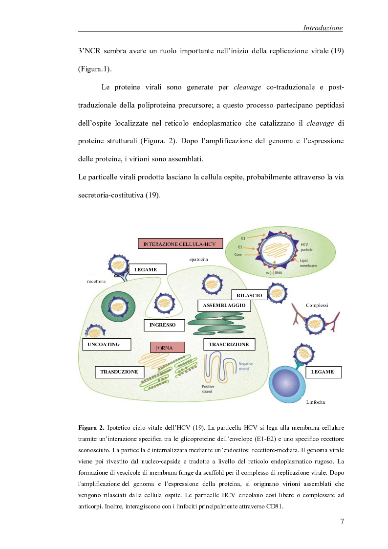 Anteprima della tesi: Analisi delle clonalità B-cellulari nelle linfoproliferazioni HCV-associate, Pagina 5