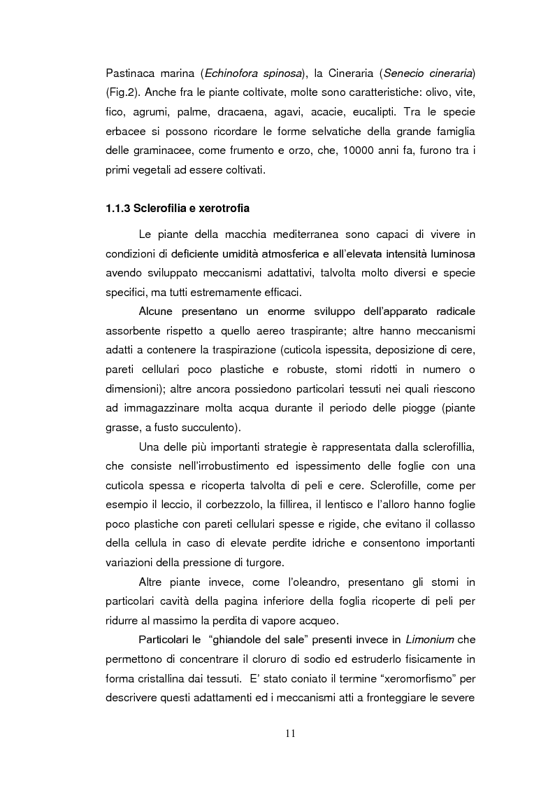 Anteprima della tesi: Sistemi antiossidanti in piante di Fraxinus ornus sottoposte a stress abiotici, Pagina 6