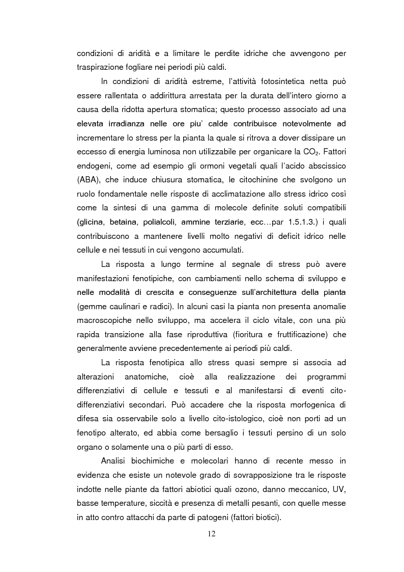 Anteprima della tesi: Sistemi antiossidanti in piante di Fraxinus ornus sottoposte a stress abiotici, Pagina 7