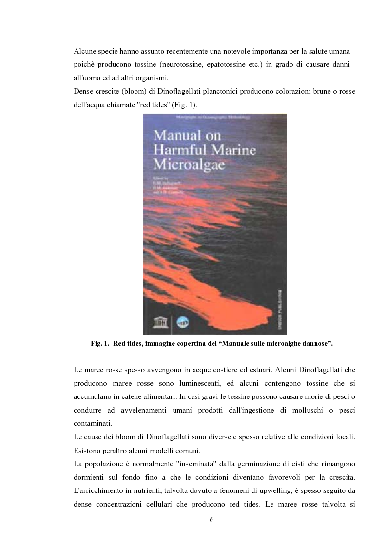 Anteprima della tesi: Caratterizzazione e analisi quantitativa dei popolamenti di Ostreopsis ovata Fukuyo, Pagina 5