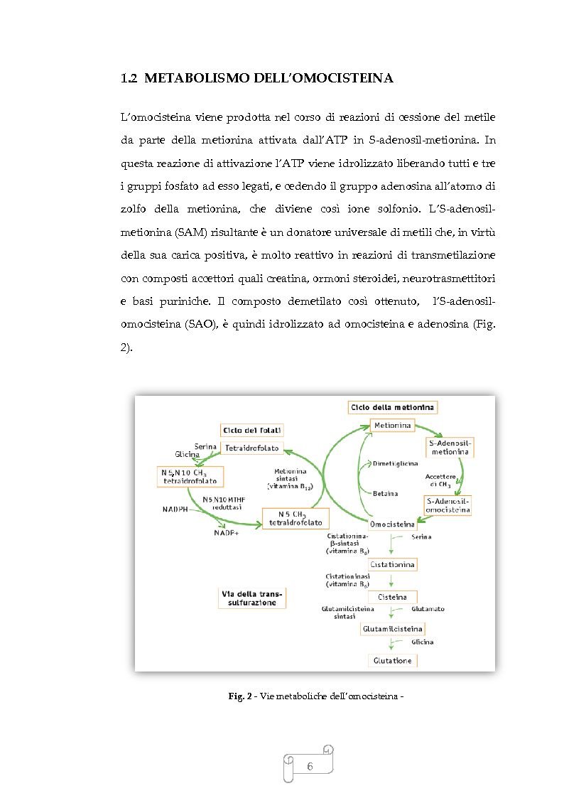 Anteprima della tesi: Iperomocisteinemia: cause e prevenzione, Pagina 5