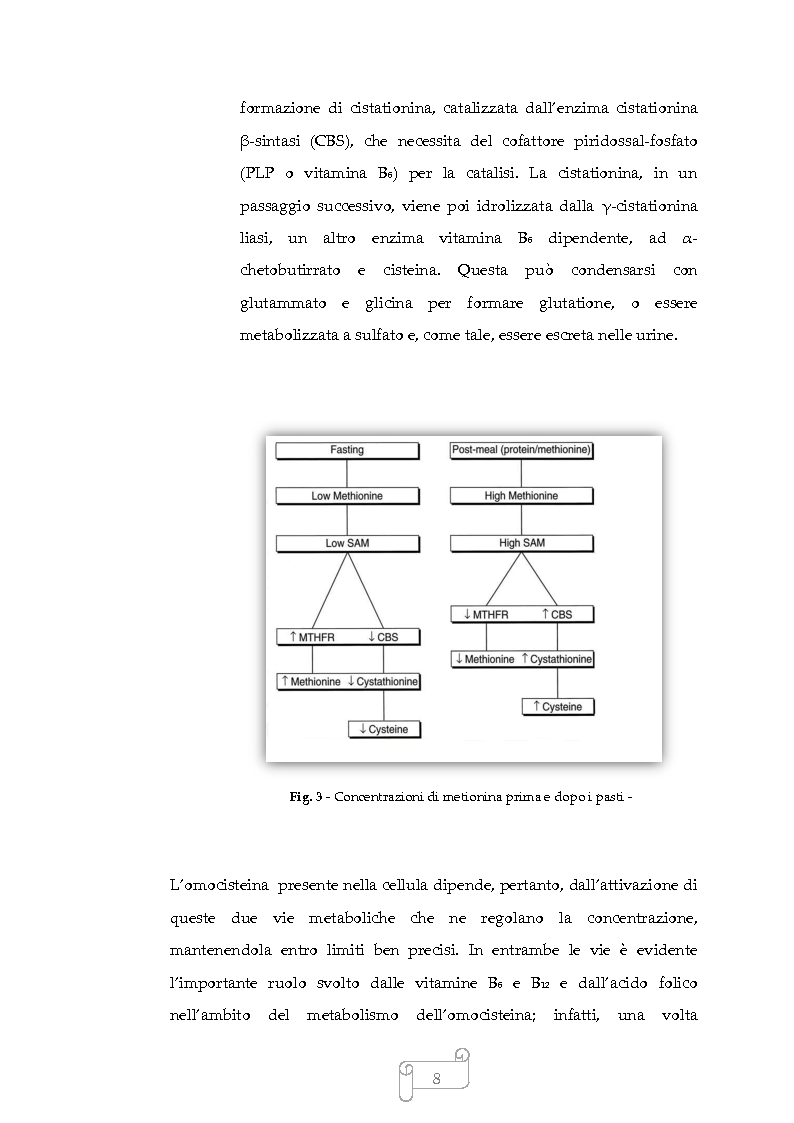 Anteprima della tesi: Iperomocisteinemia: cause e prevenzione, Pagina 7