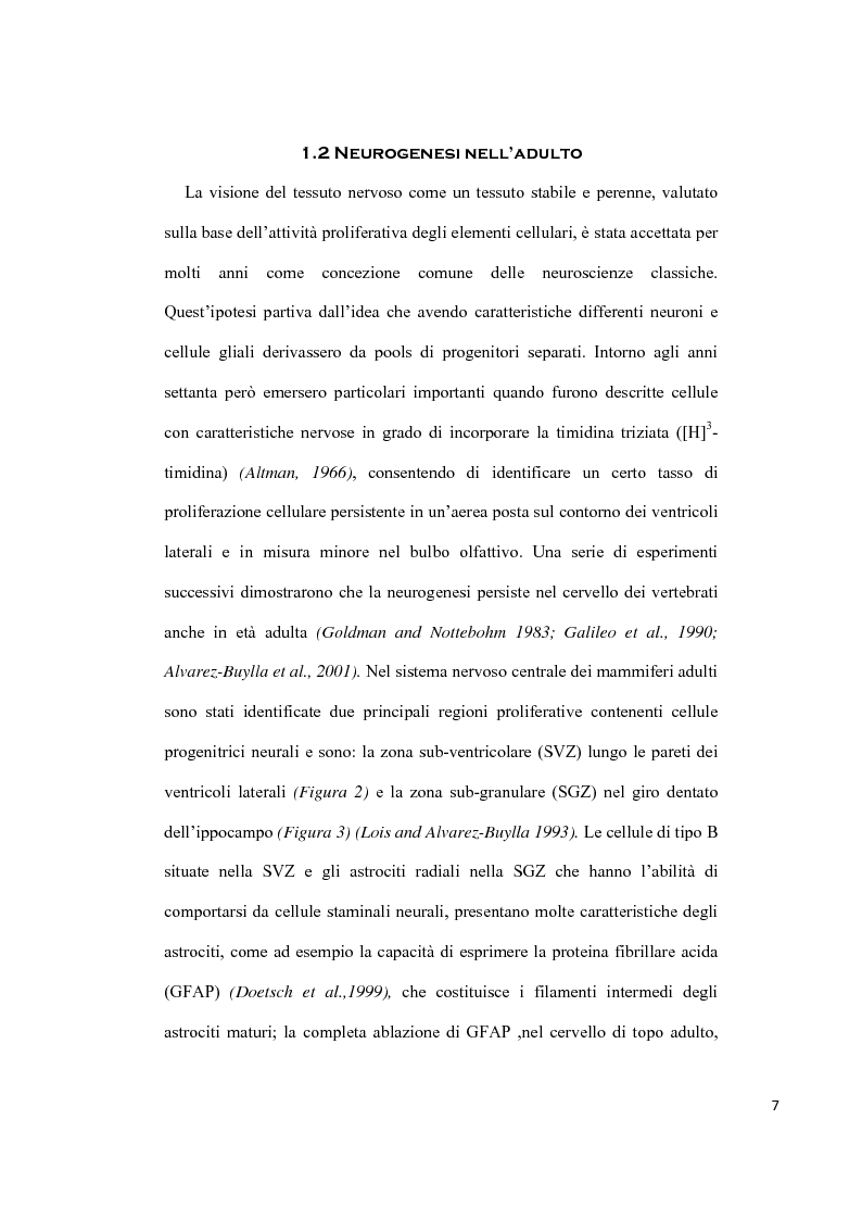 Anteprima della tesi: Cellule Staminali Neurali: studio sperimentale utilizzando diversi modelli comparativi, Pagina 6