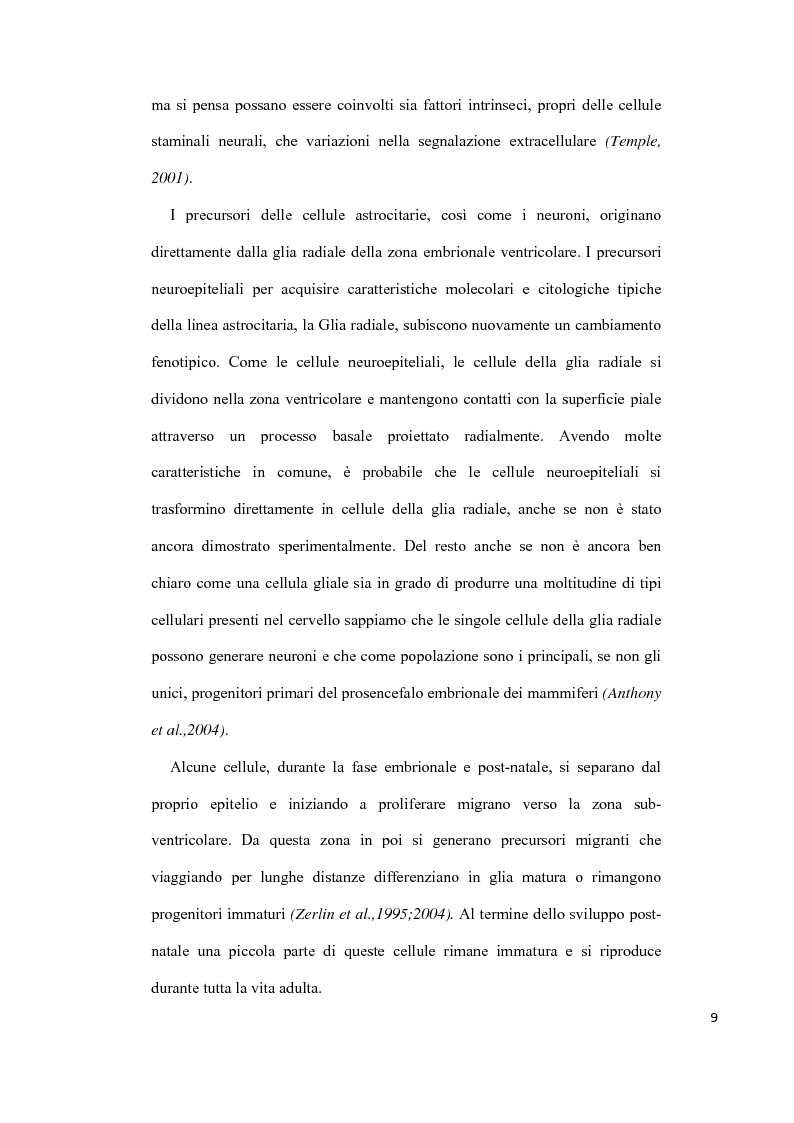 Anteprima della tesi: Cellule Staminali Neurali: studio sperimentale utilizzando diversi modelli comparativi, Pagina 8