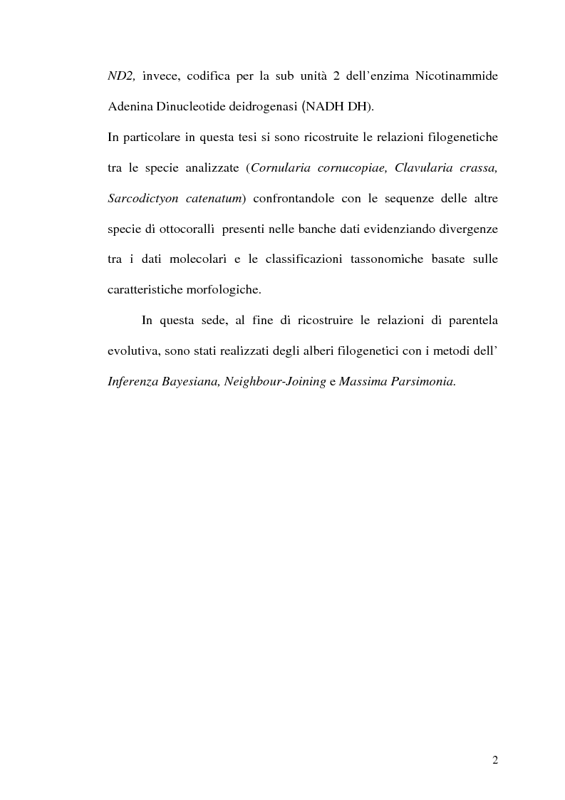 Anteprima della tesi: Filogenesi molecolare di coralli stoloniferi (Cnidaria:Octocorallia), Pagina 3