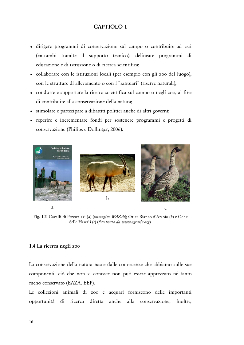 Anteprima della tesi: Il comportamento di "Panthera leo" nel nuovo exhibit naturalistico del Giardino Zoologico di Pistoia, Pagina 7