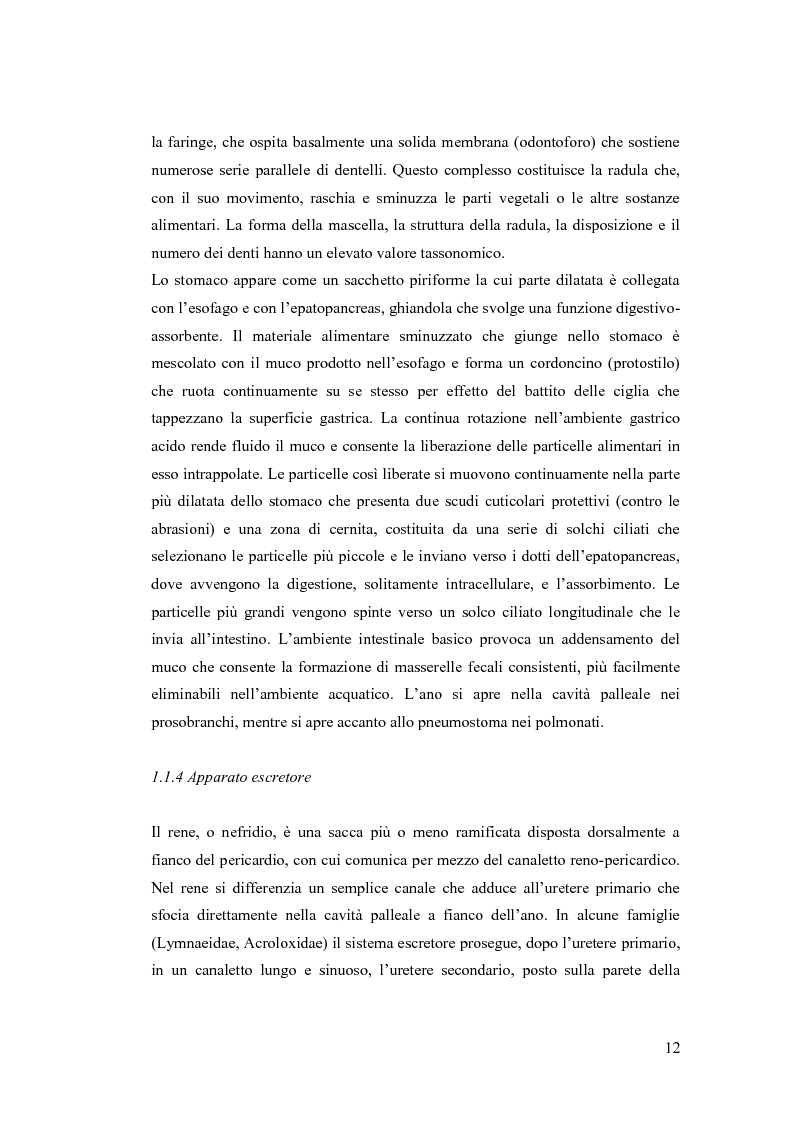 Anteprima della tesi: Osservazioni sulla malacofauna dulciacquicola in ambito urbano, Pagina 10