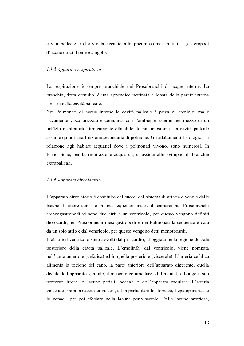 Anteprima della tesi: Osservazioni sulla malacofauna dulciacquicola in ambito urbano, Pagina 11