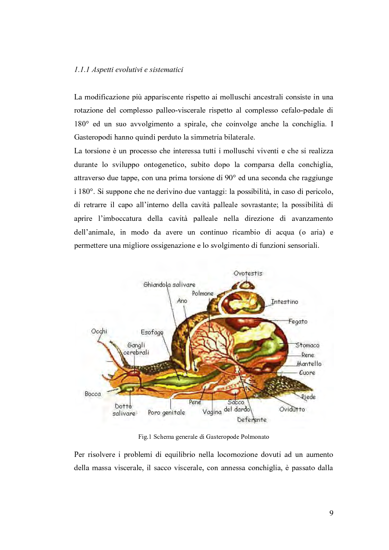 Anteprima della tesi: Osservazioni sulla malacofauna dulciacquicola in ambito urbano, Pagina 7