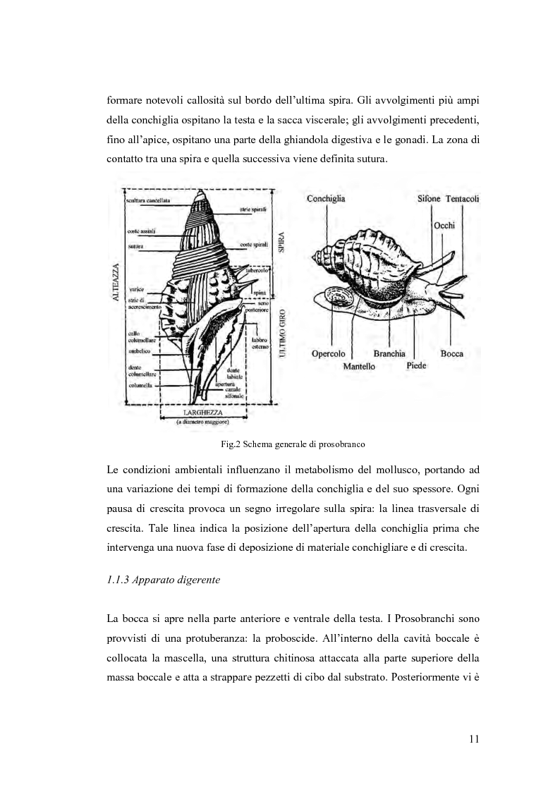 Anteprima della tesi: Osservazioni sulla malacofauna dulciacquicola in ambito urbano, Pagina 9