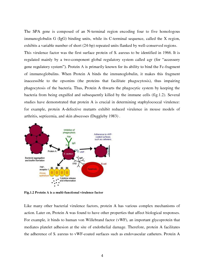 Anteprima della tesi: Implementation of a Chemiluminescent Immunoassay for S. Aureus Protein A in a Cd Microfluidic Device, Pagina 5