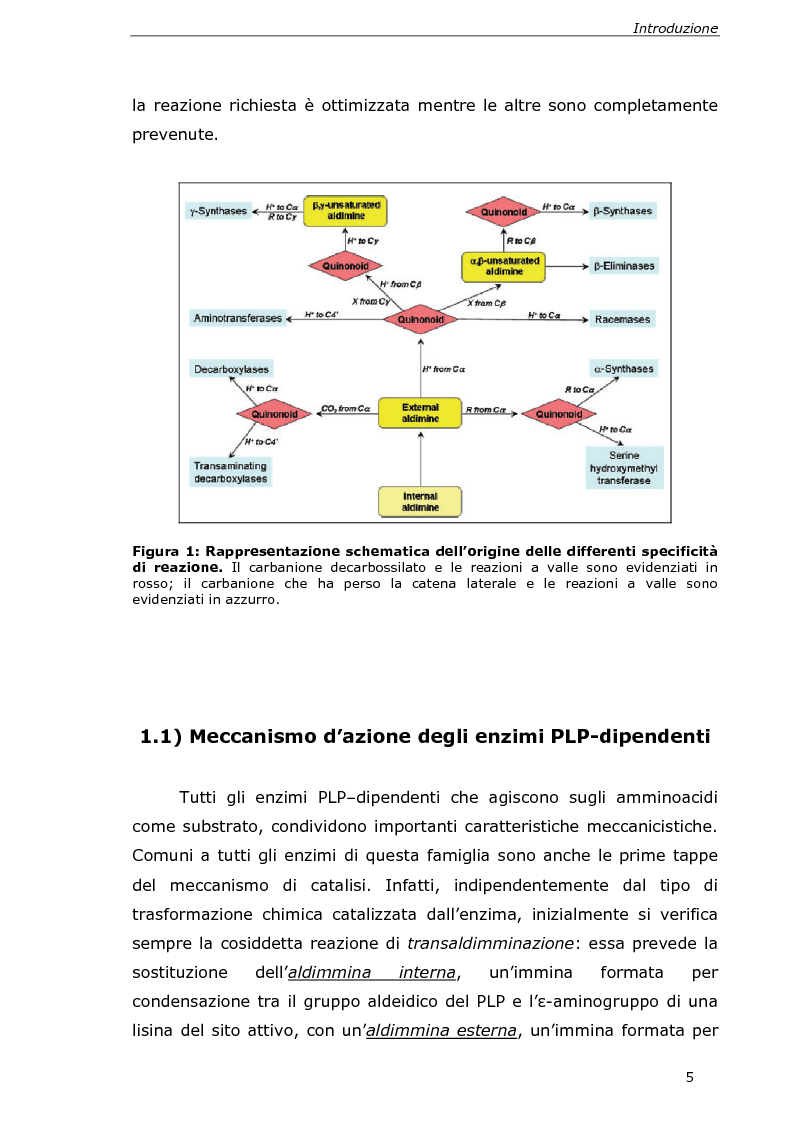 Anteprima della tesi: Analisi cinetica e spettroscopica di glutammato decarbossilasi 1 da Arabidopsis thaliana, Pagina 3
