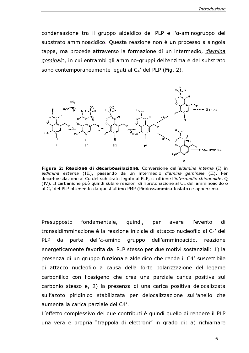 Anteprima della tesi: Analisi cinetica e spettroscopica di glutammato decarbossilasi 1 da Arabidopsis thaliana, Pagina 4