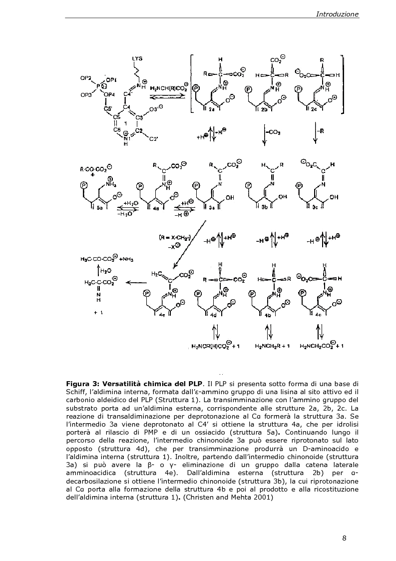 Anteprima della tesi: Analisi cinetica e spettroscopica di glutammato decarbossilasi 1 da Arabidopsis thaliana, Pagina 6