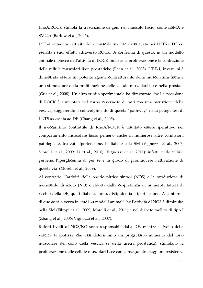 Estratto dalla tesi: Effetto di due diversi trattamenti farmacologici sull'alterazione della vescica in un modello animale di Sindrome Metabolica