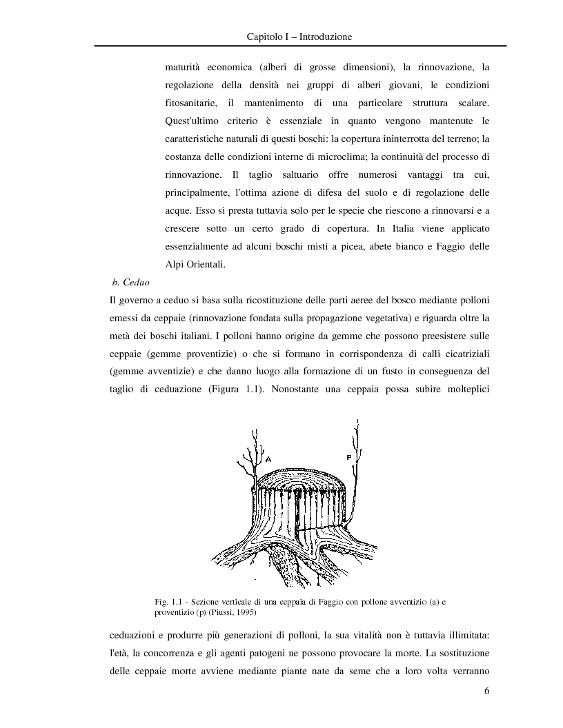 Anteprima della tesi: Misura della biomassa e del contenuto di carbonio nel comparto epigeo ed ipogeo in boschi di faggio (Fagus sylvatica L.), Pagina 7
