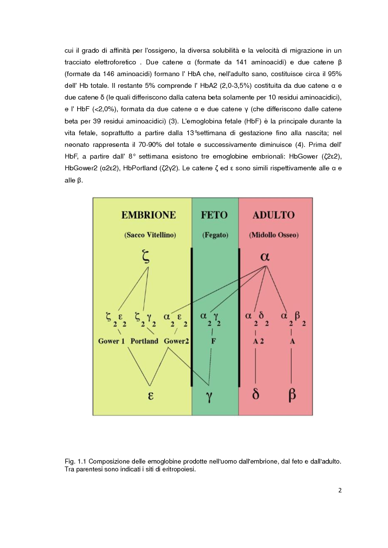 Anteprima della tesi: Screening biochimico e molecolare del gene HBB: confronto tra differenti metodologie di analisi, Pagina 3