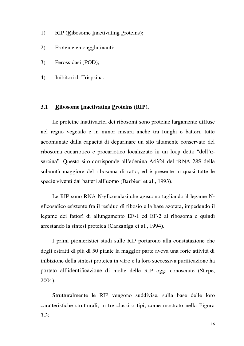 Anteprima della tesi: Isolamento di una nuova malico deidrogenasi da semi di Ceratonia siliqua L. con possibili impieghi in campo biotecnologico, Pagina 9