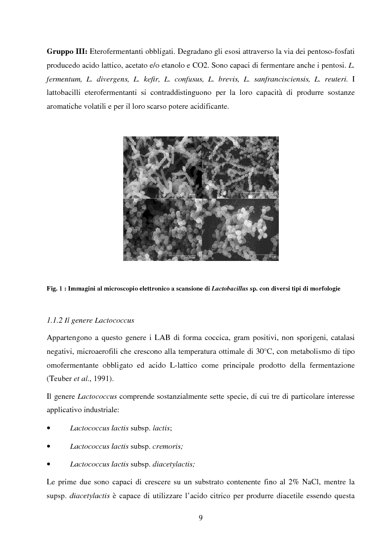 Anteprima della tesi: Valutazione del potenziale probiotico di ceppi di Lactobacillus isolati da Parmigiano-reggiano mediante screening sottrattivo, Pagina 10