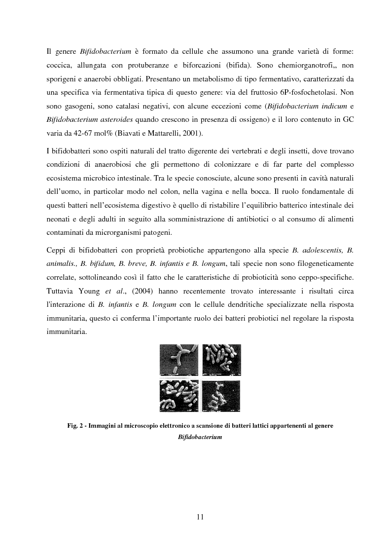 Anteprima della tesi: Valutazione del potenziale probiotico di ceppi di Lactobacillus isolati da Parmigiano-reggiano mediante screening sottrattivo, Pagina 12