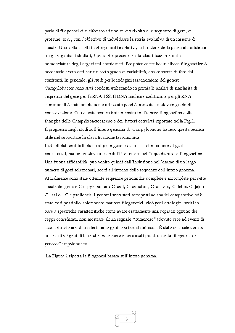 Anteprima della tesi: Campylobacter nella catena alimentare, Pagina 5