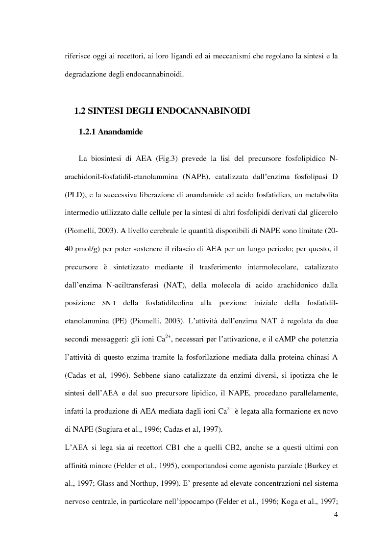 Anteprima della tesi: Endocannabinoidi e consolidamento della memoria emozionale nel ratto: meccanismi neurobiologici, Pagina 5
