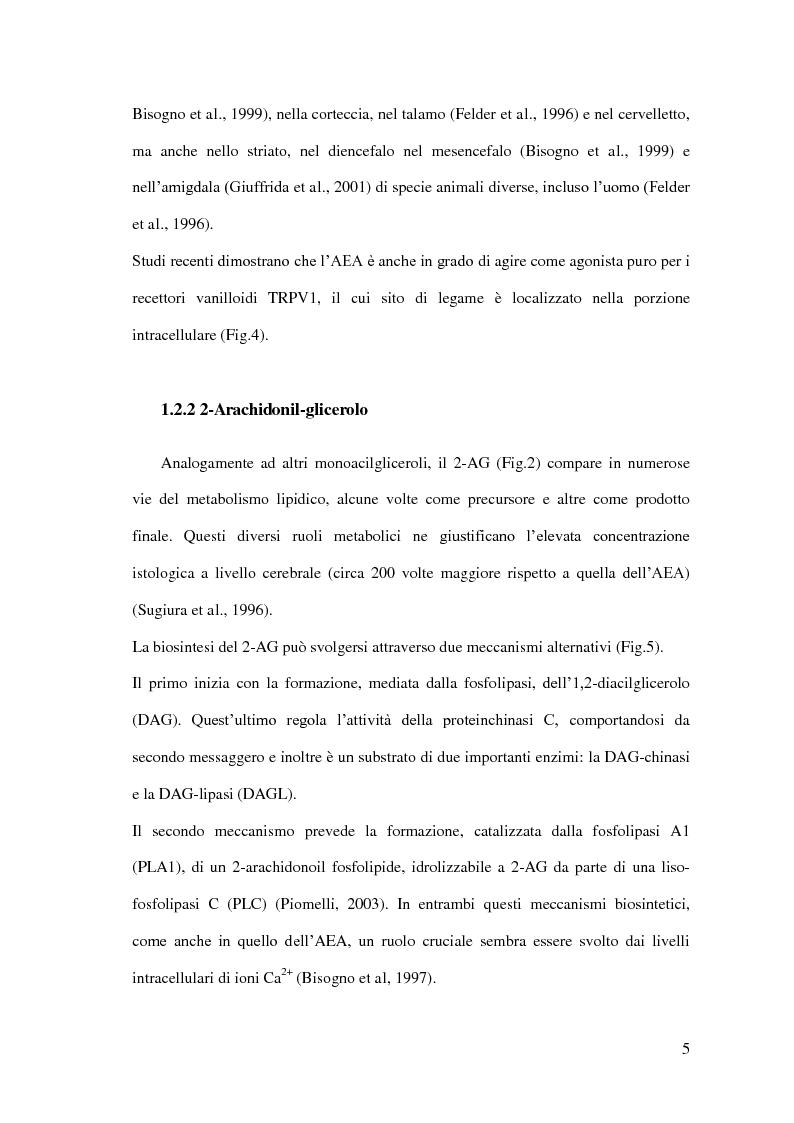 Anteprima della tesi: Endocannabinoidi e consolidamento della memoria emozionale nel ratto: meccanismi neurobiologici, Pagina 6