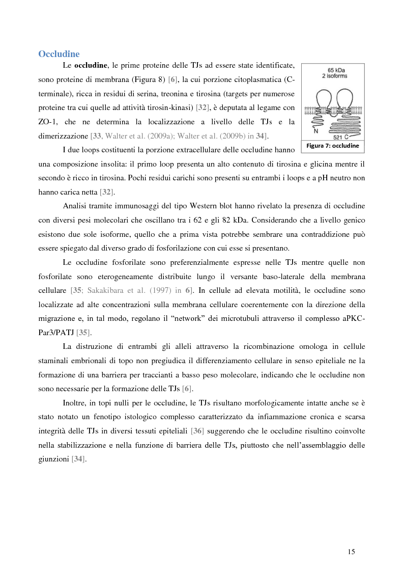 Estratto dalla tesi: Studio dell’Interattoma della Proteina PAR-6 in Cellule di Carcinoma Mammario della linea 8701-BC