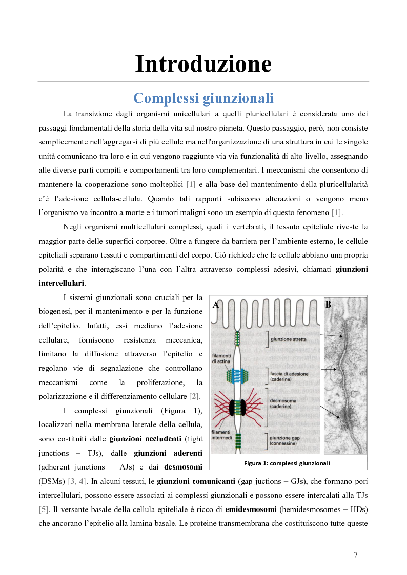 Anteprima della tesi: Studio dell’Interattoma della Proteina PAR-6 in Cellule di Carcinoma Mammario della linea 8701-BC, Pagina 3