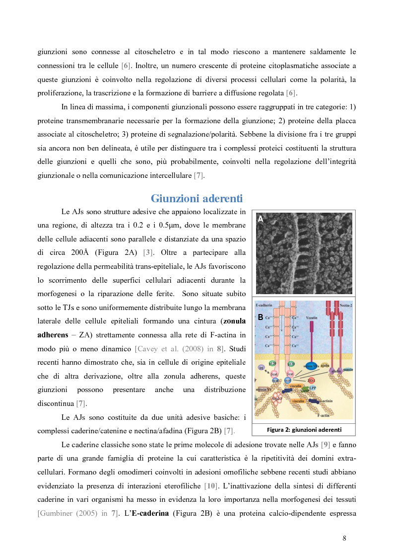 Anteprima della tesi: Studio dell’Interattoma della Proteina PAR-6 in Cellule di Carcinoma Mammario della linea 8701-BC, Pagina 4