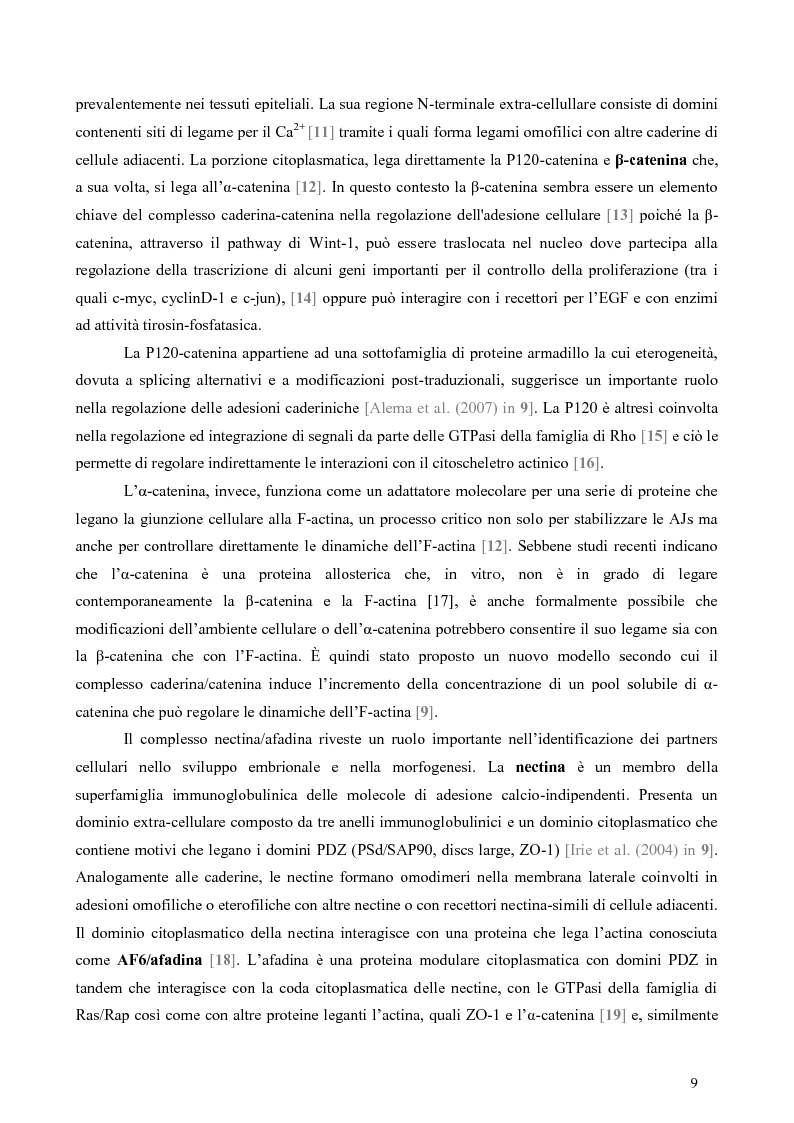 Anteprima della tesi: Studio dell’Interattoma della Proteina PAR-6 in Cellule di Carcinoma Mammario della linea 8701-BC, Pagina 5