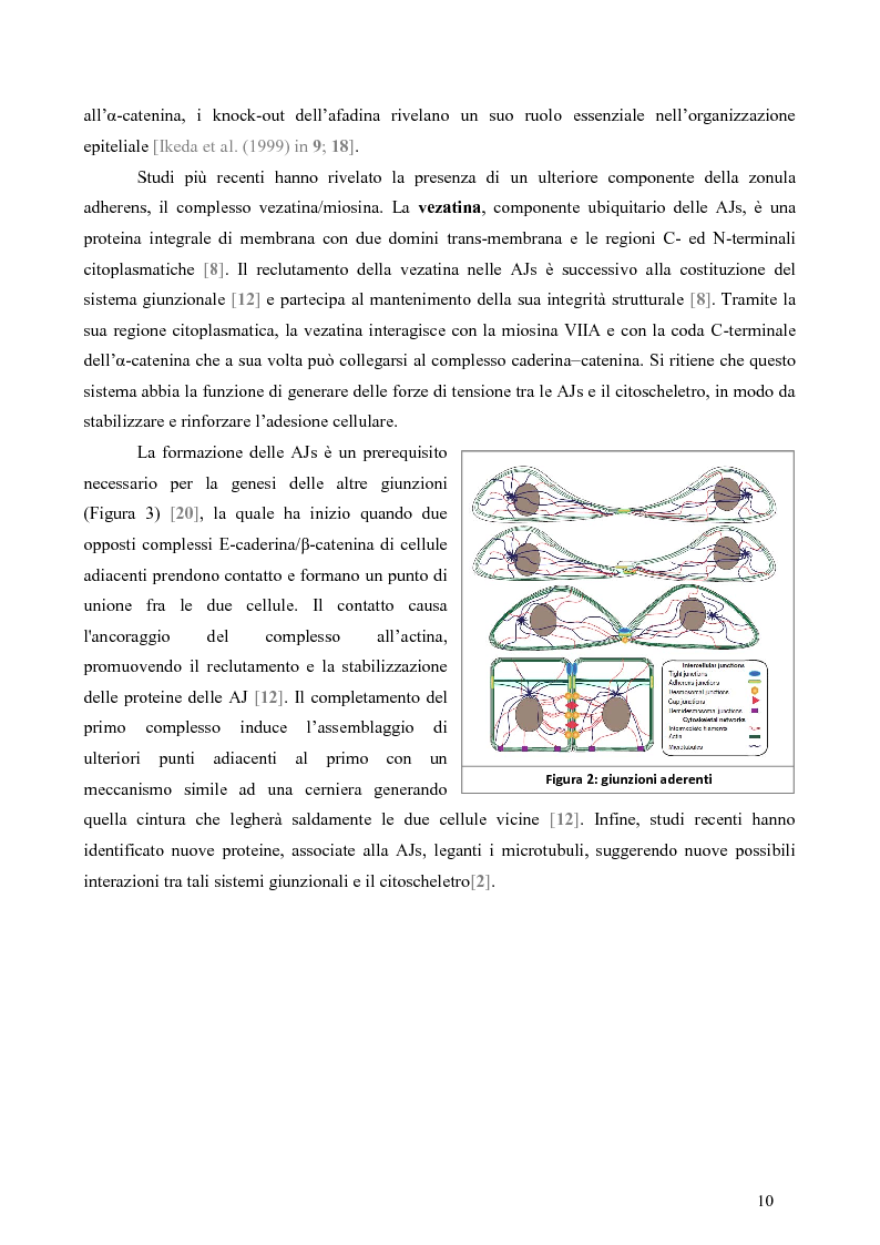 Anteprima della tesi: Studio dell’Interattoma della Proteina PAR-6 in Cellule di Carcinoma Mammario della linea 8701-BC, Pagina 6