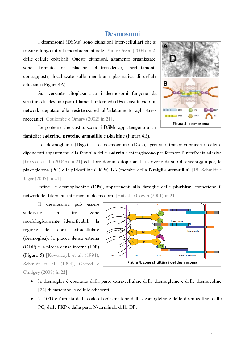 Anteprima della tesi: Studio dell’Interattoma della Proteina PAR-6 in Cellule di Carcinoma Mammario della linea 8701-BC, Pagina 7