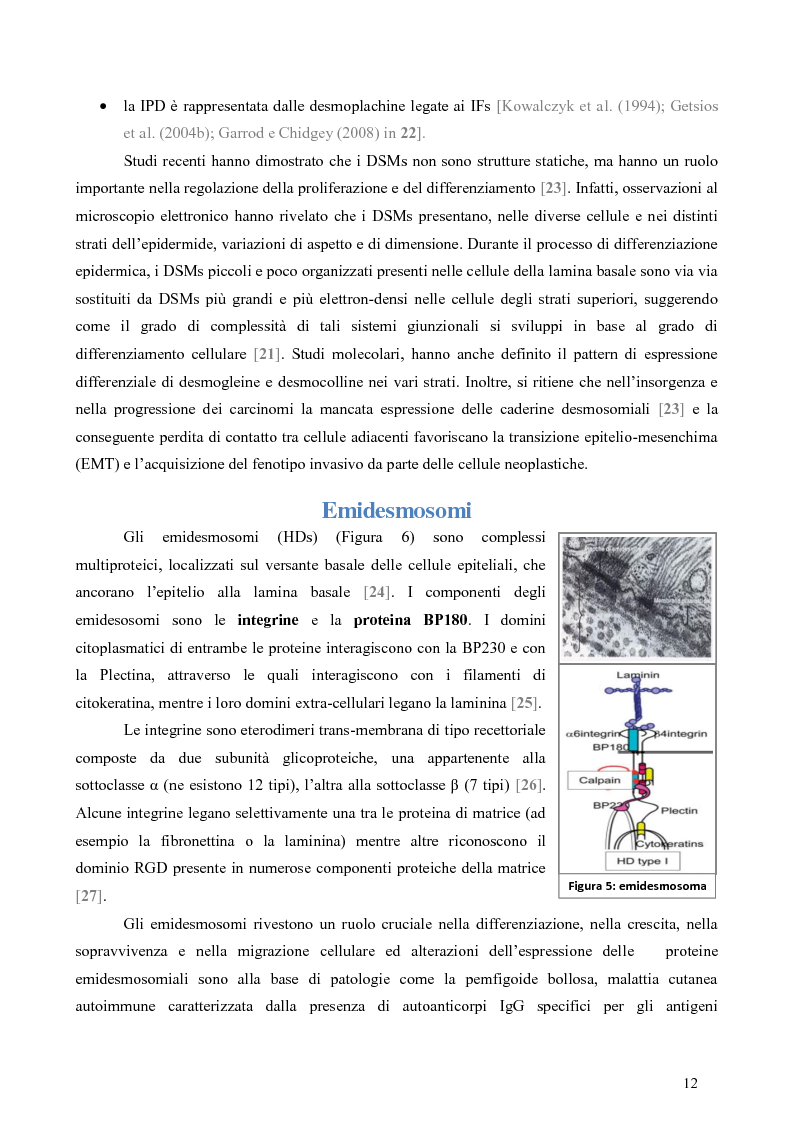 Anteprima della tesi: Studio dell’Interattoma della Proteina PAR-6 in Cellule di Carcinoma Mammario della linea 8701-BC, Pagina 8