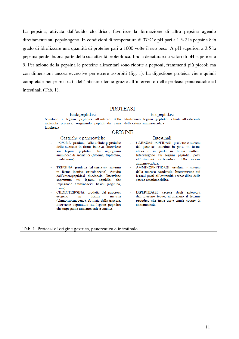 Anteprima della tesi: Digestione gastrica in vitro delle proteine di frumento, Pagina 5
