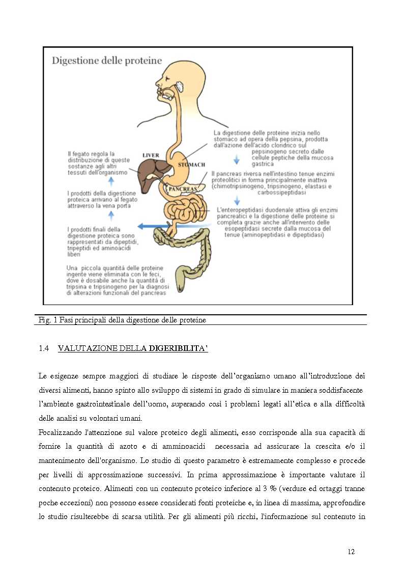 Anteprima della tesi: Digestione gastrica in vitro delle proteine di frumento, Pagina 6