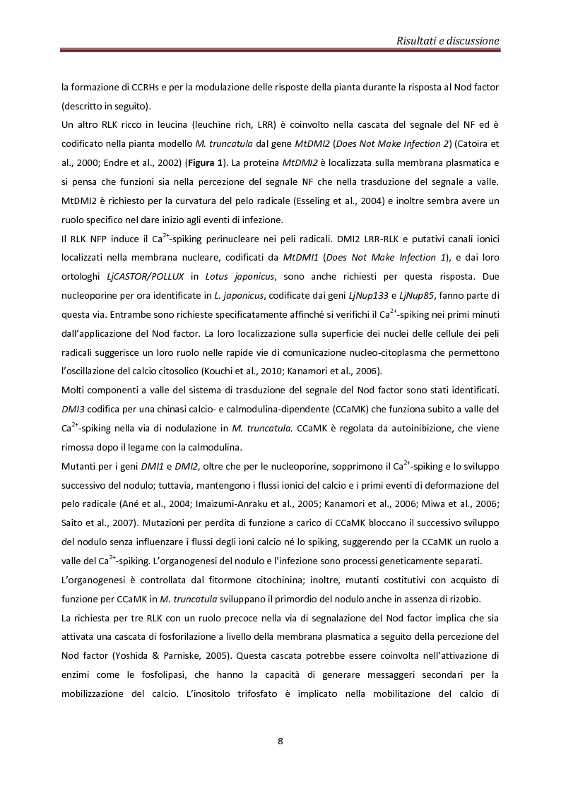 Estratto dalla tesi: Coinvolgimento di MtN5 nella Trasduzione del Segnale nella Simbiosi Sinorhizobium meliloti – Medicago truncatula