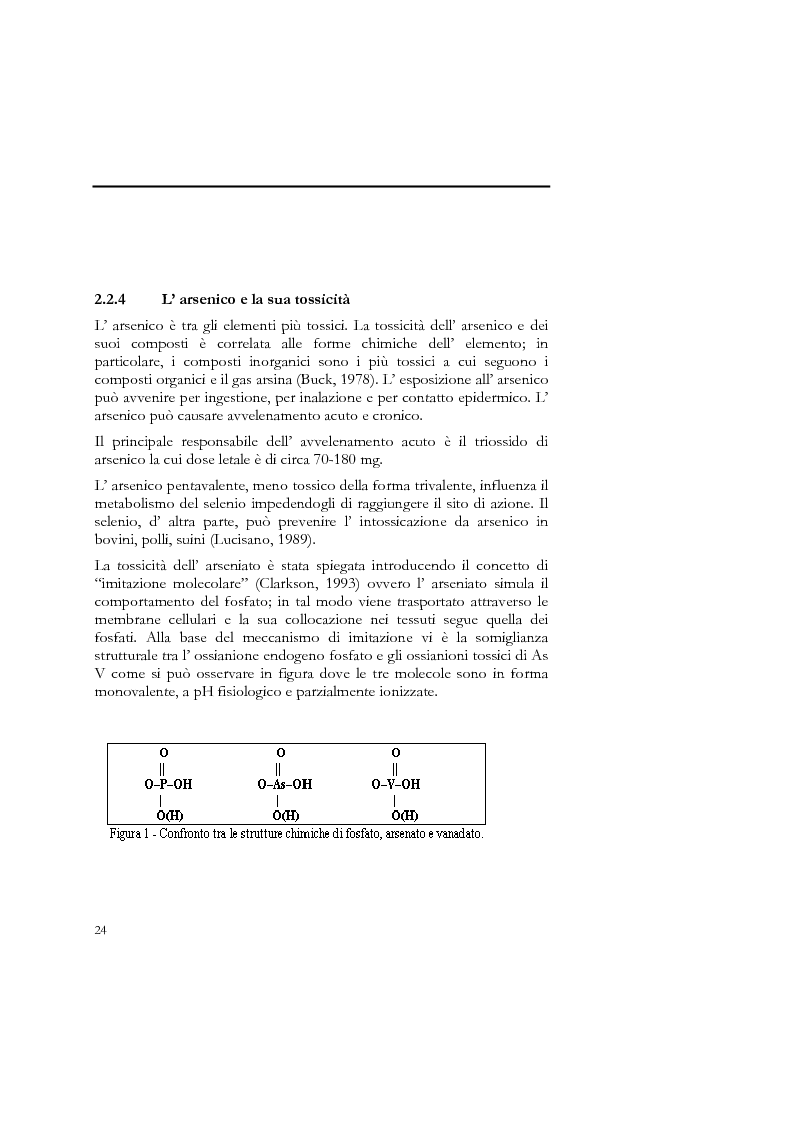 Anteprima della tesi: Indagine sull'applicabilità del chitosano nella rimozione di ioni arseniato dalle acque destinate al consumo umano, Pagina 12