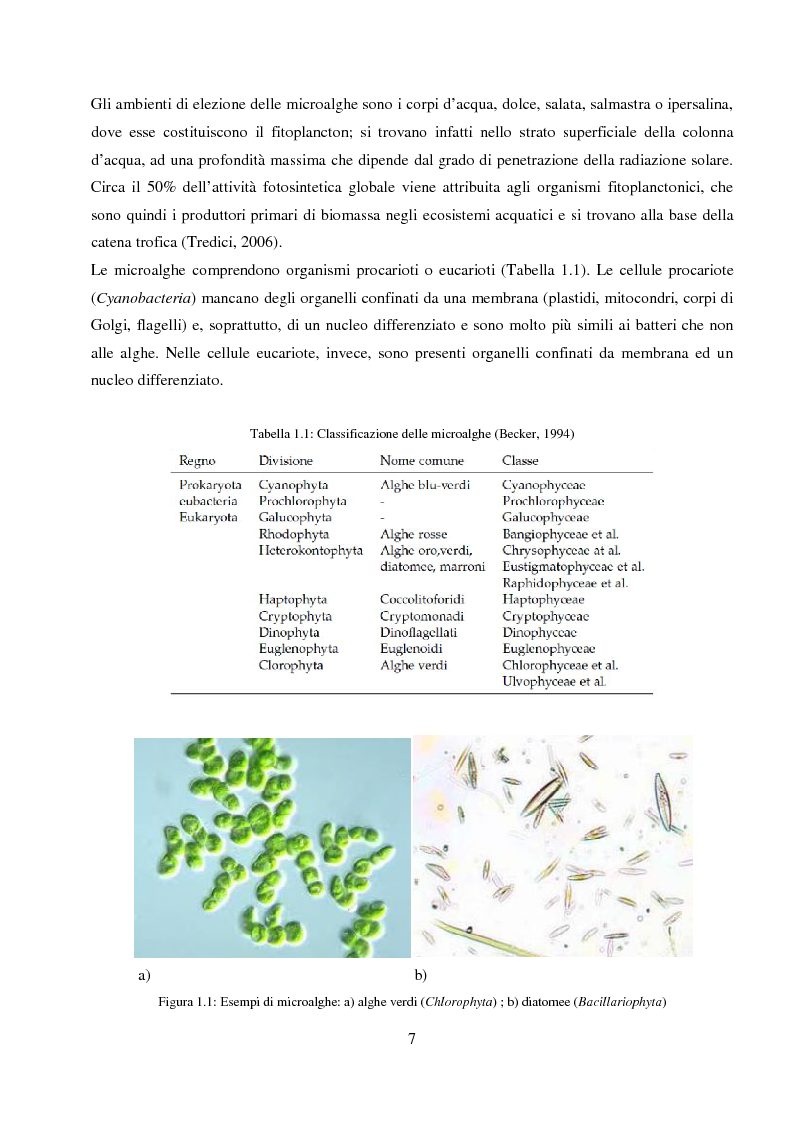 Anteprima della tesi: Utilizzo dei flussi di scarto di impianti di depurazione per lo sviluppo di biomassa algale destinata alla produzione di biogas, Pagina 5