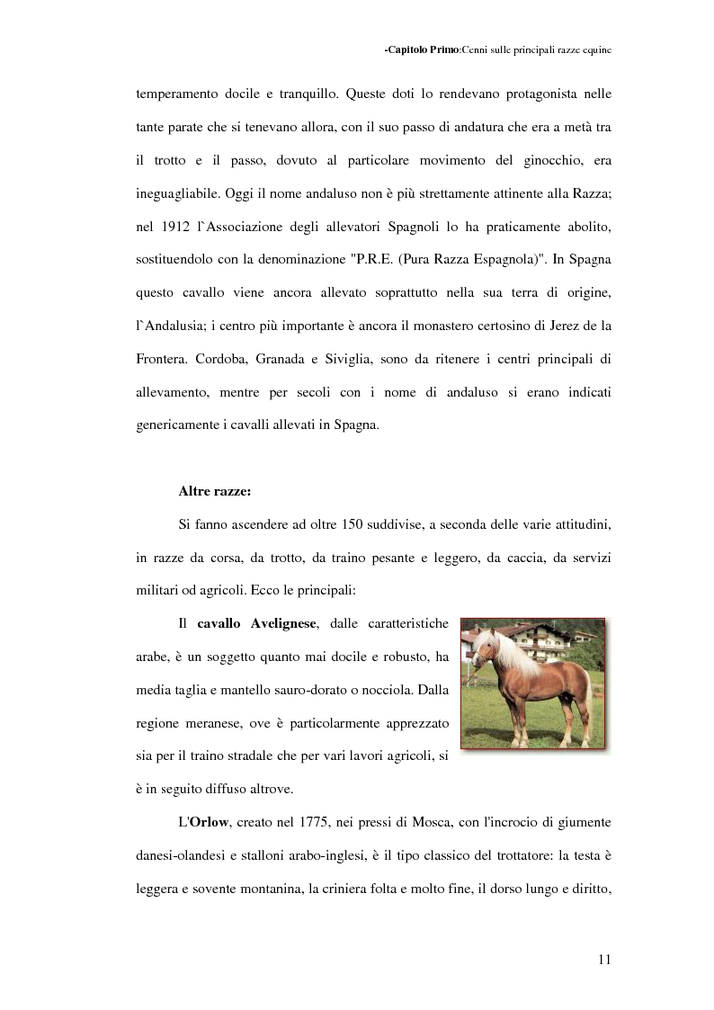 Anteprima della tesi: La Sardegna: terra di cavalli per l'esercito, Pagina 12